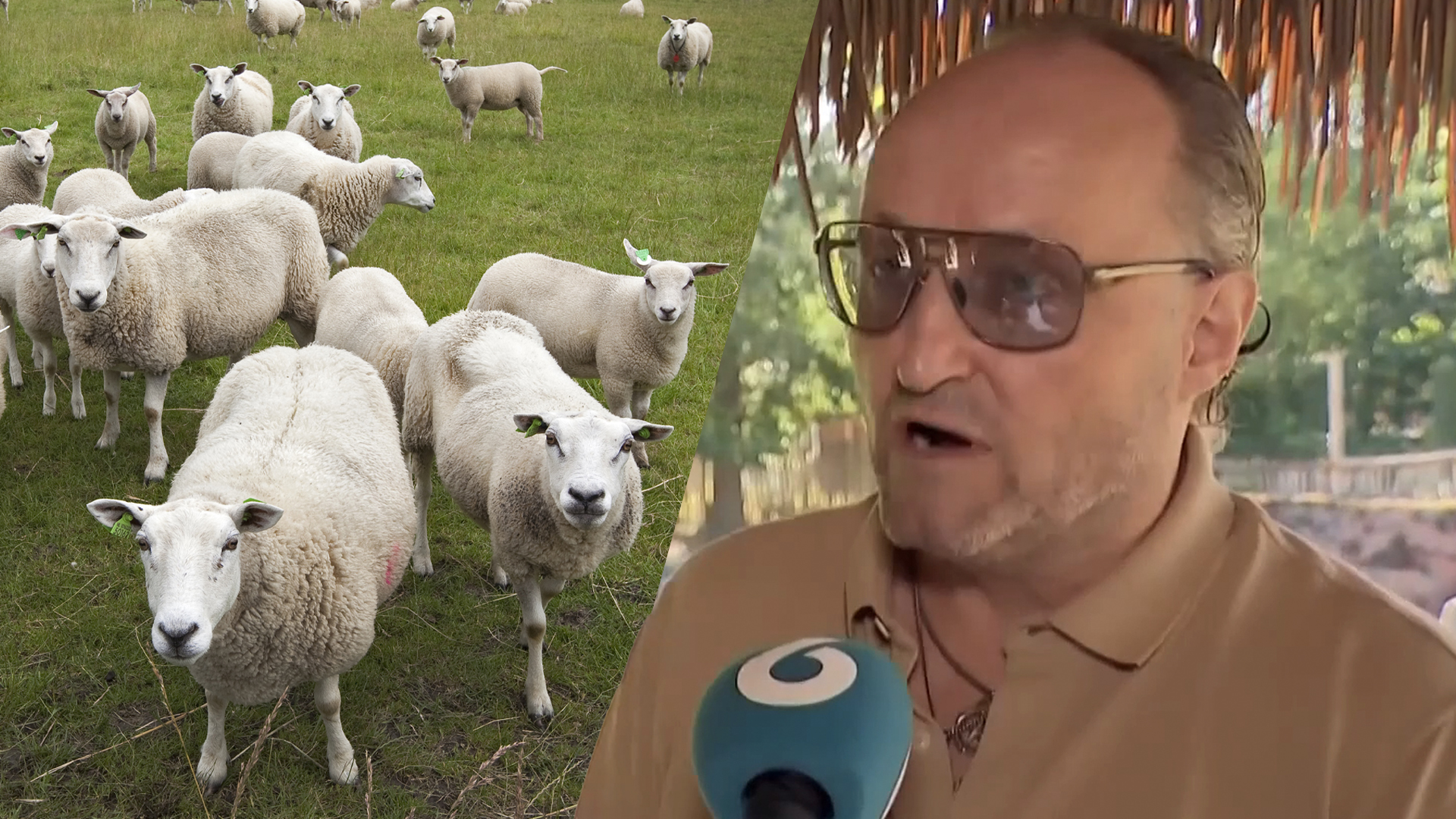 Dion Graus over aangevallen schapen: ‘Als de wolf ze niet pakt, gaan ze in de shoarma!’